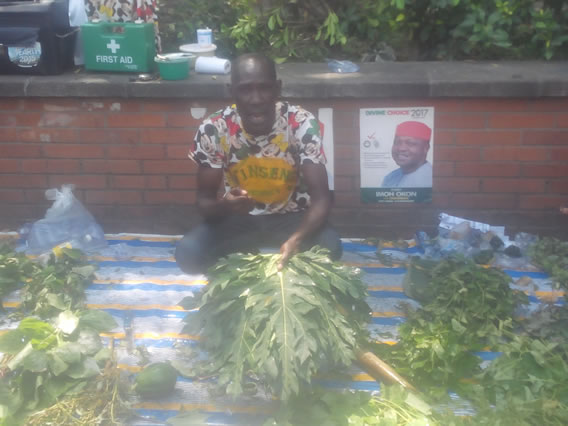 The Herbs on Display