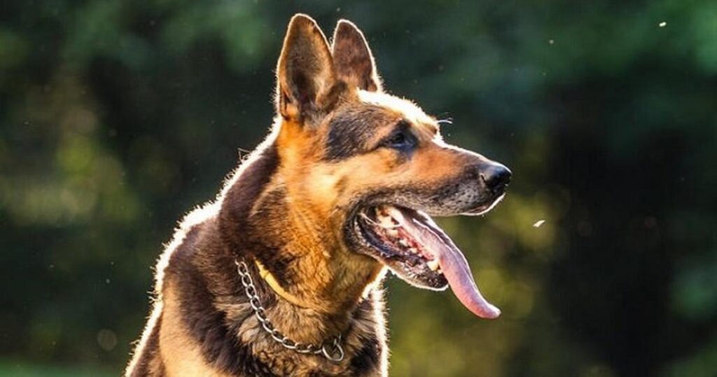 Nigeria Police to arrest and prosecute people who slept with dogs- straightnews