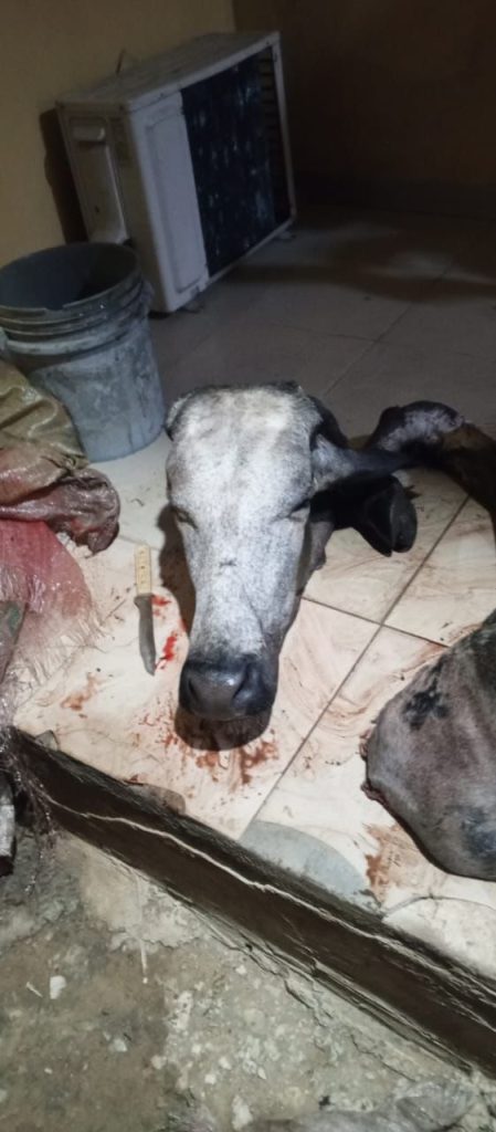 Recovered cow head - Straightnews