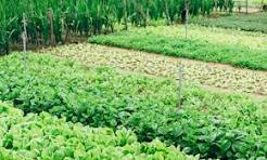 Experts Urge Akwa Ibom Farmers to Embrace Agroecology for Sustainable Farming Agroecology for sustainable farming - Straightnews