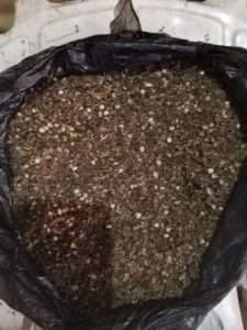 Suspected Indian Hemp - Straightnews